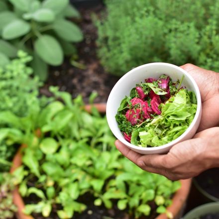 Ogródek na balkonie: jak zrobić i uprawiać warzywa oraz zioła w ogródku na balkonie w bloku?